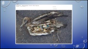 The Albatross sometime mistake plastic items in the Ocean to be food